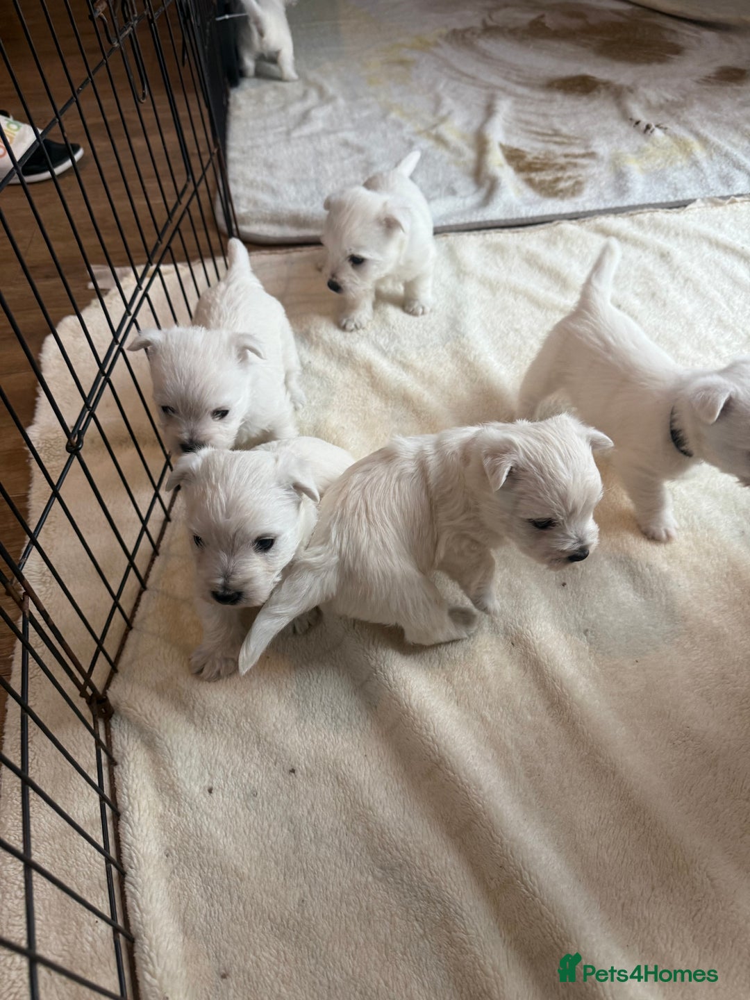 West Highland Terrier dogs for sale: KC West Highland Terrier - Image 14