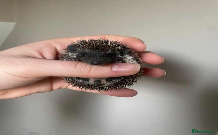 Pygmy Hedgehog rodents for sale - Advert 1