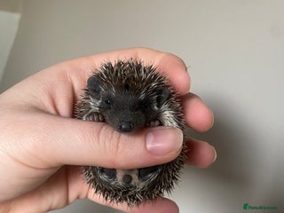 Pygmy Hedgehog rodents - Advert 8