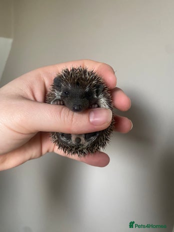 Pygmy Hedgehog rodents - Advert 9