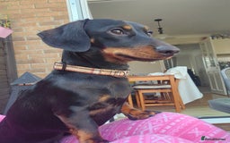 Miniature Dachshund dogs for stud: Miniature Dacshund STUD -FULLY HEALTH & DNA TESTED - Image 15