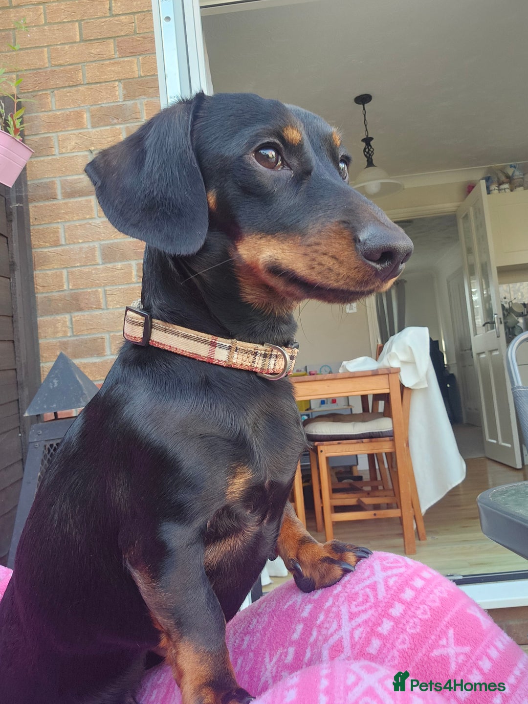 Miniature Dachshund dogs for stud: Miniature Dacshund STUD -FULLY HEALTH & DNA TESTED - Image 15