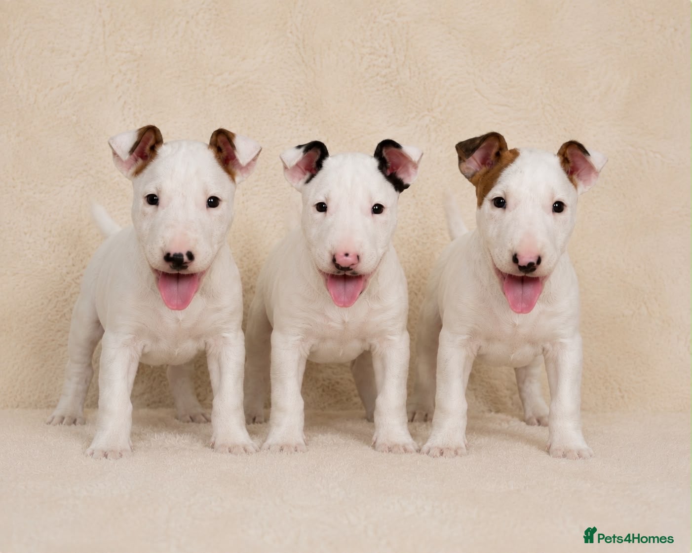 English Bull Terrier dogs Stunning English bull terrier puppies for sale  - Advert 2