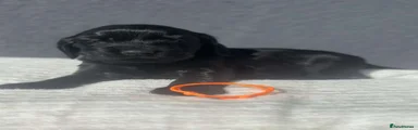 Cocker Spaniel 1