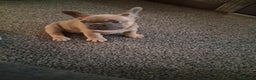 French Bulldog dogs for sale: French bulldogs - Advert 27