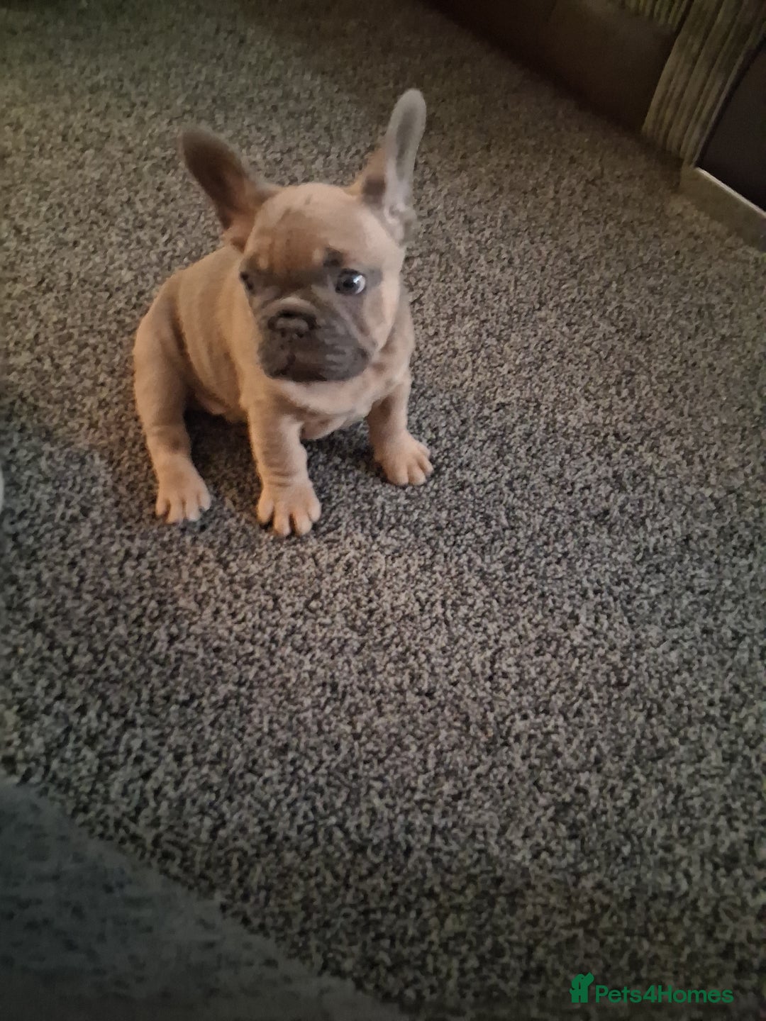 French Bulldog dogs for sale: French bulldogs - Advert 27