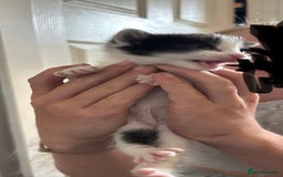 Mixed Breed cats for sale: Beautiful kittens ready to go 13 September   - Image 6