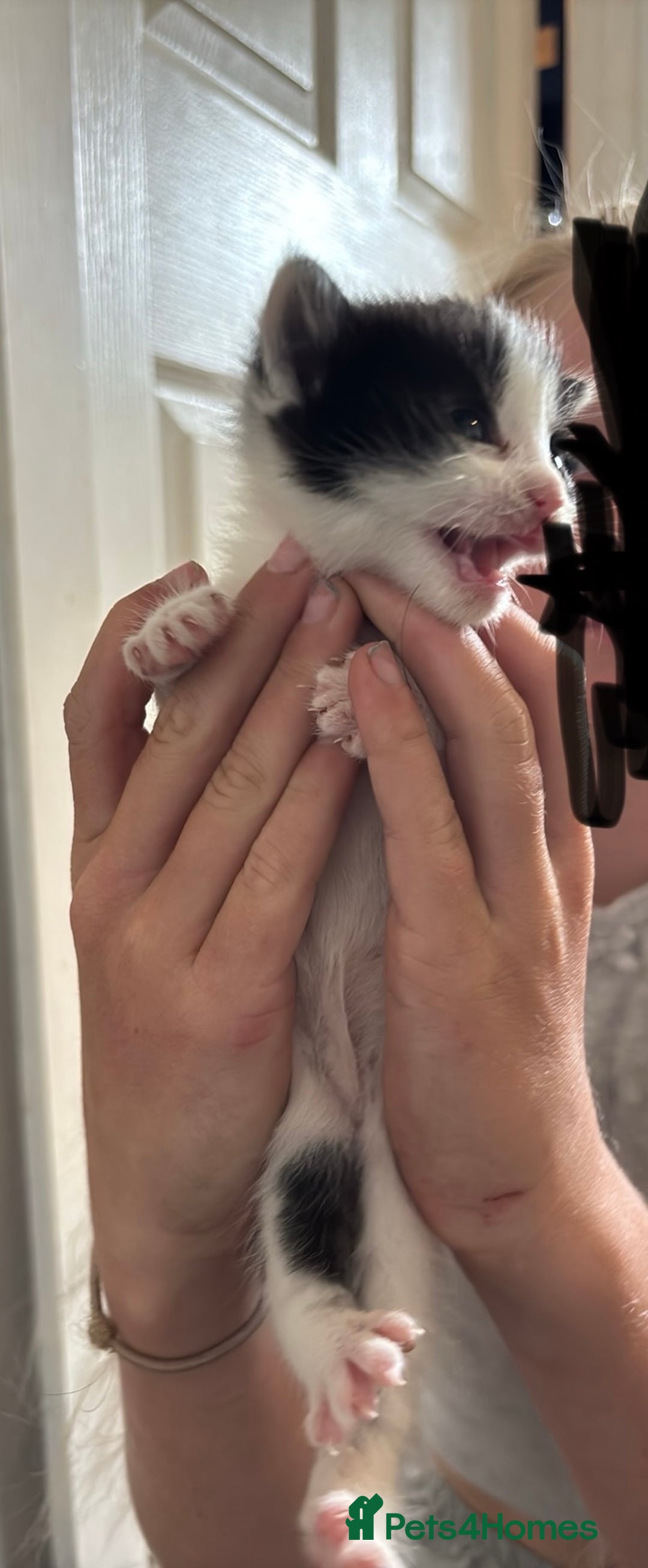 Mixed Breed cats for sale: Beautiful kittens ready to go 13 September   - Image 6