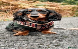 Miniature Dachshund dogs for stud: Silver dapple long haired mini dachshund for stud in Whitehaven - Image 1