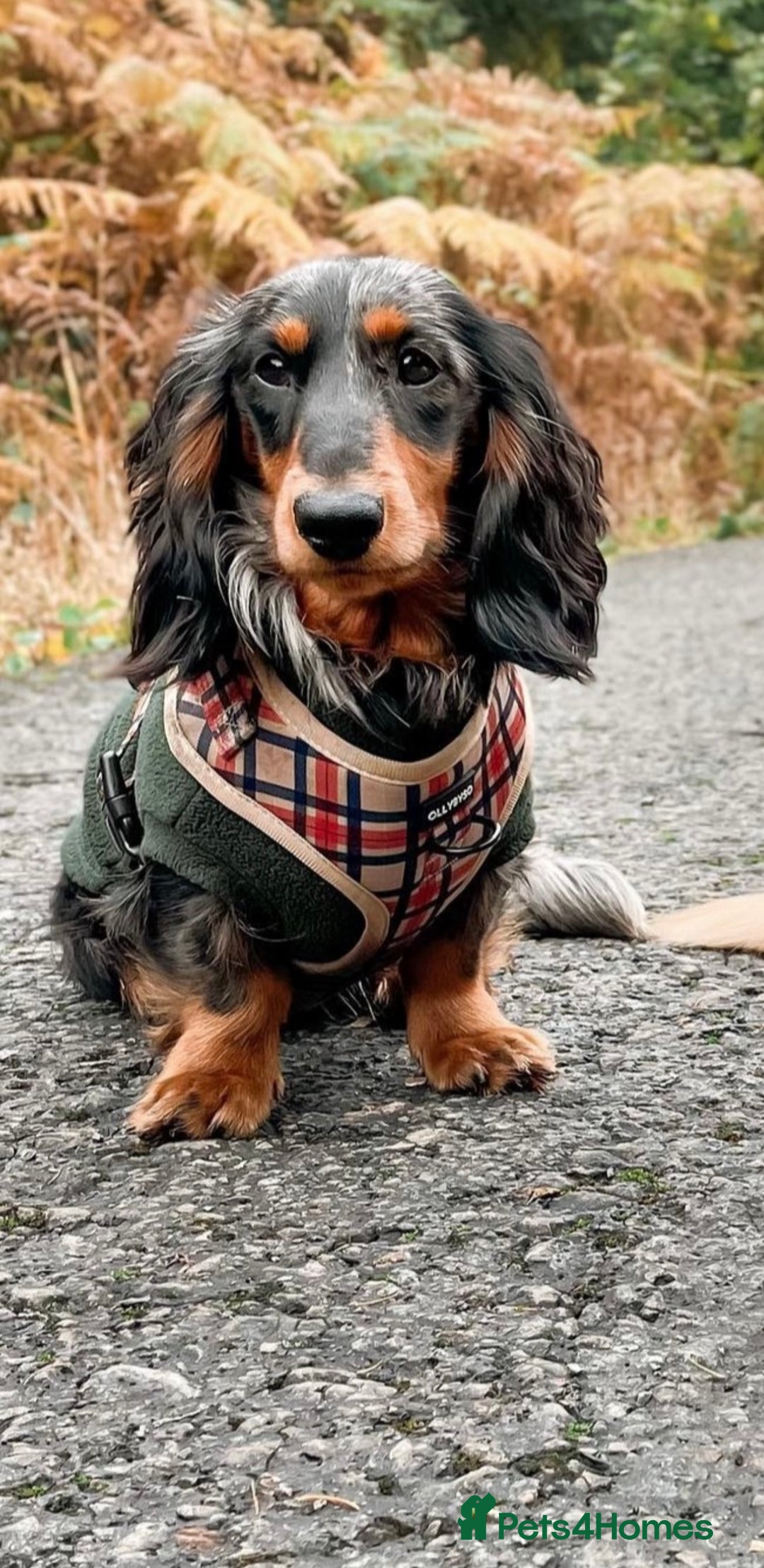 Miniature Dachshund dogs for stud: Silver dapple long haired mini dachshund for stud in Whitehaven - Image 1