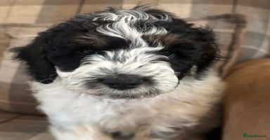 Cockapoo dogs - Advert 14