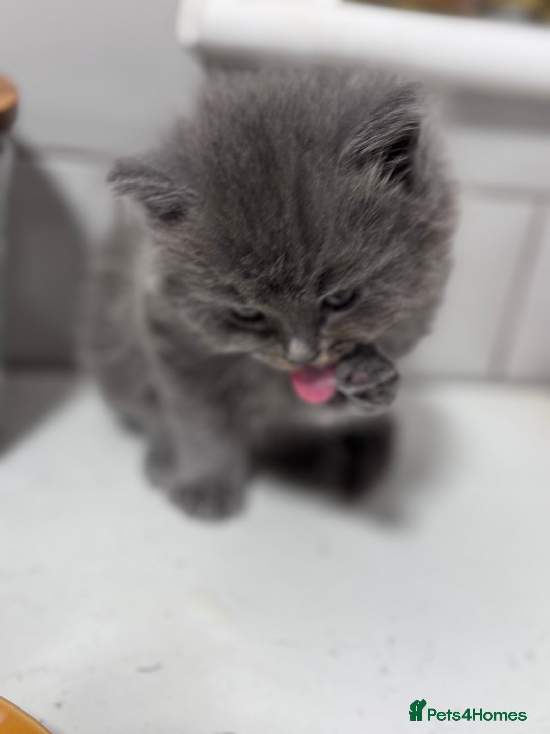 Ragdoll cats for sale: Ragdoll X British Blue beauties - Advert 8