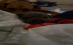 Mixed Breed birds for sale: German shepherd x cane corso pups!  - Image 2