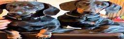 Dachshund dogs for sale: 3 Beautiful Females left - Advert 11