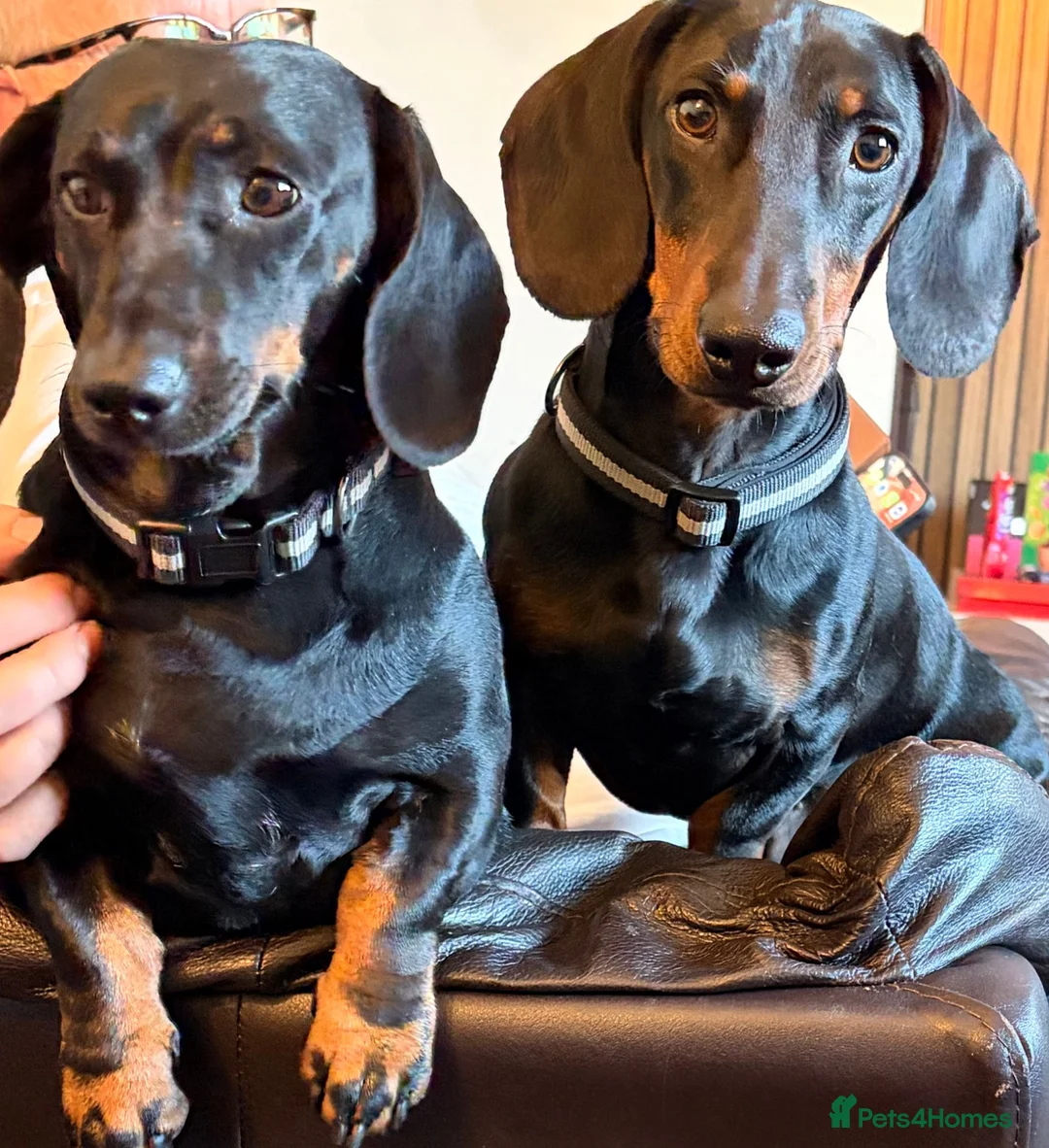 Dachshund dogs for sale: 3 Beautiful Females left - Advert 11