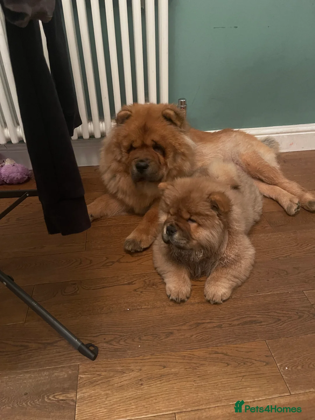 Chow Chow dogs for sale:  Chow chow  - Advert 5