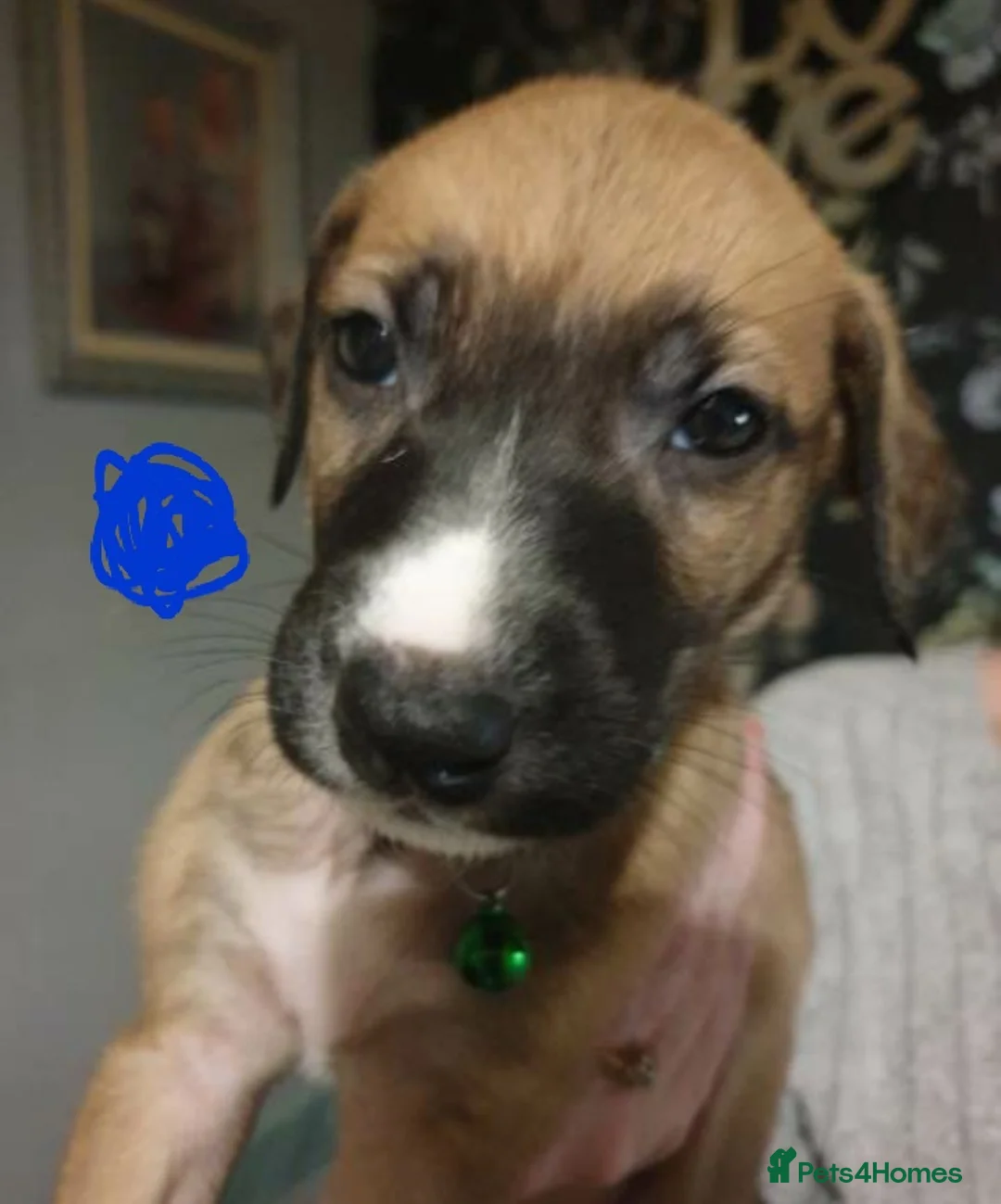 Mixed Breed dogs for sale: 10 puppies 5 girls 5 boys  - Advert 7