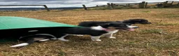 Mixed Breed dogs for sale: Kelpie x collies BEAUTIFUL LITTER - Advert 6