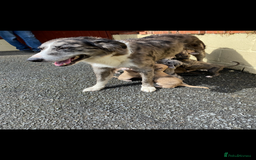 Mixed Breed dogs for sale: Deerhound greyhound collie puppies  - Image 10