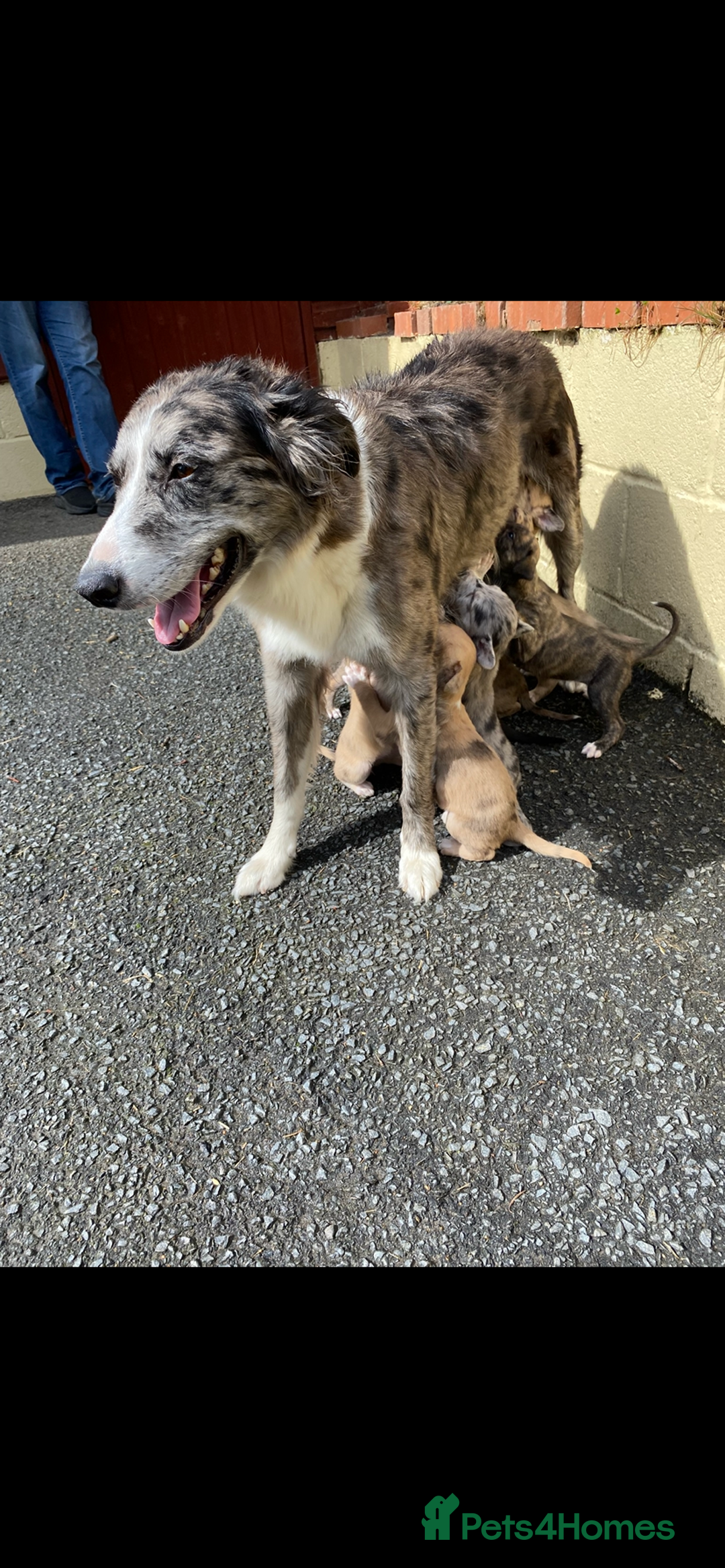 Mixed Breed dogs for sale: Deerhound greyhound collie puppies  - Image 10