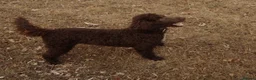 Miniature Poodle dogs for sale: Chocolate Miniature Poodle in London - Advert 8