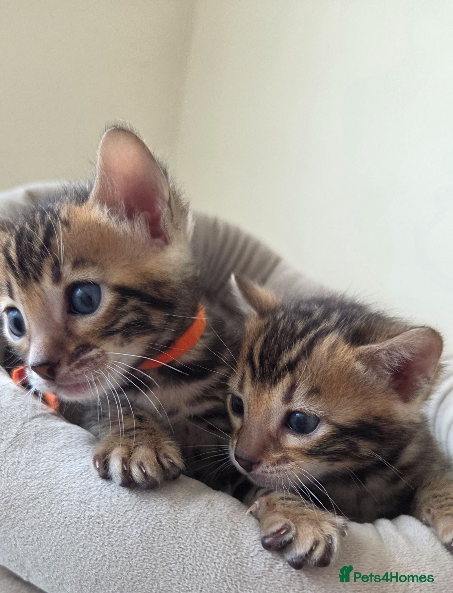 Bengal cats ⚜️Bengal kittens Tica registered ⚜️ - Advert 13
