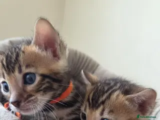 Bengal cats ⚜️Bengal kittens Tica registered ⚜️ - Advert 13