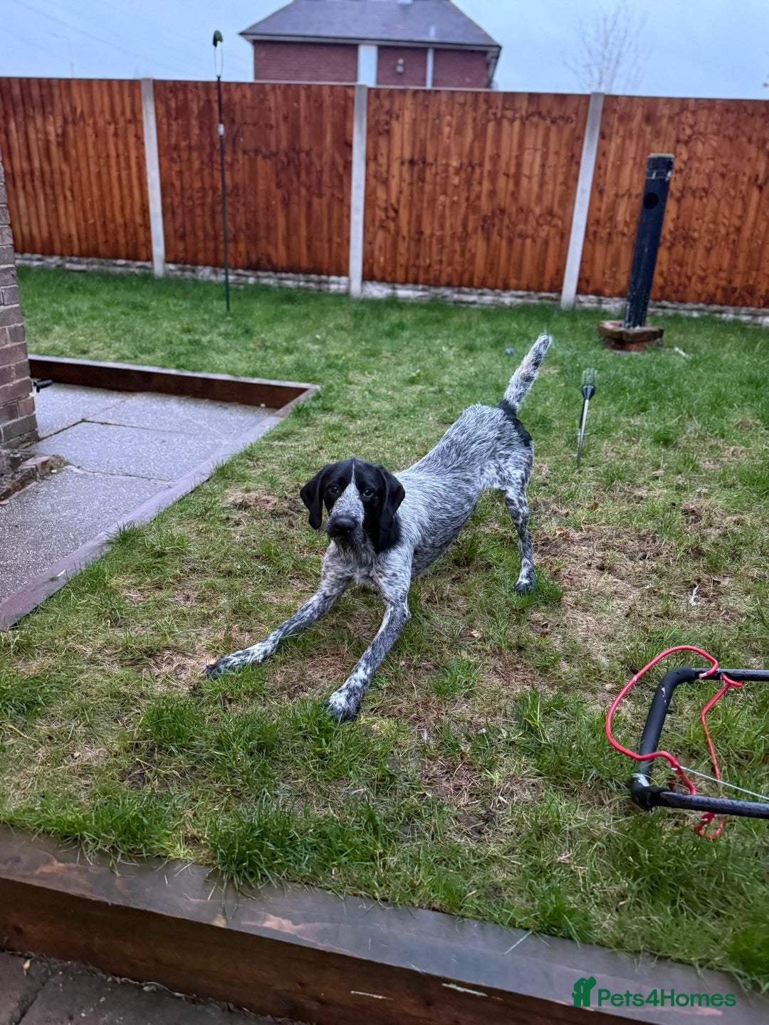 German Wirehaired Pointer dogs for sale: GWP 11 months old  - Advert 1