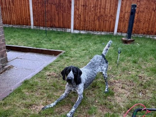 German Wirehaired Pointer dogs GWP 11 months old - Advert 5