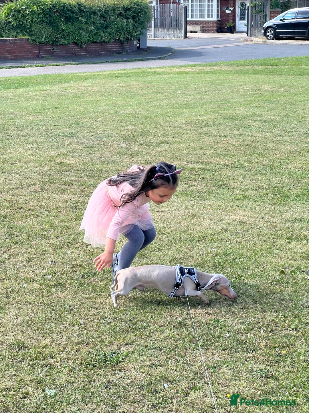 Miniature Dachshund dogs for stud: Read carefully❗️Male miniature Dachshund for Stud  - Advert 4