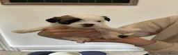 Malshi dogs for sale: Beautiful Malshi pups for sale - Advert 8