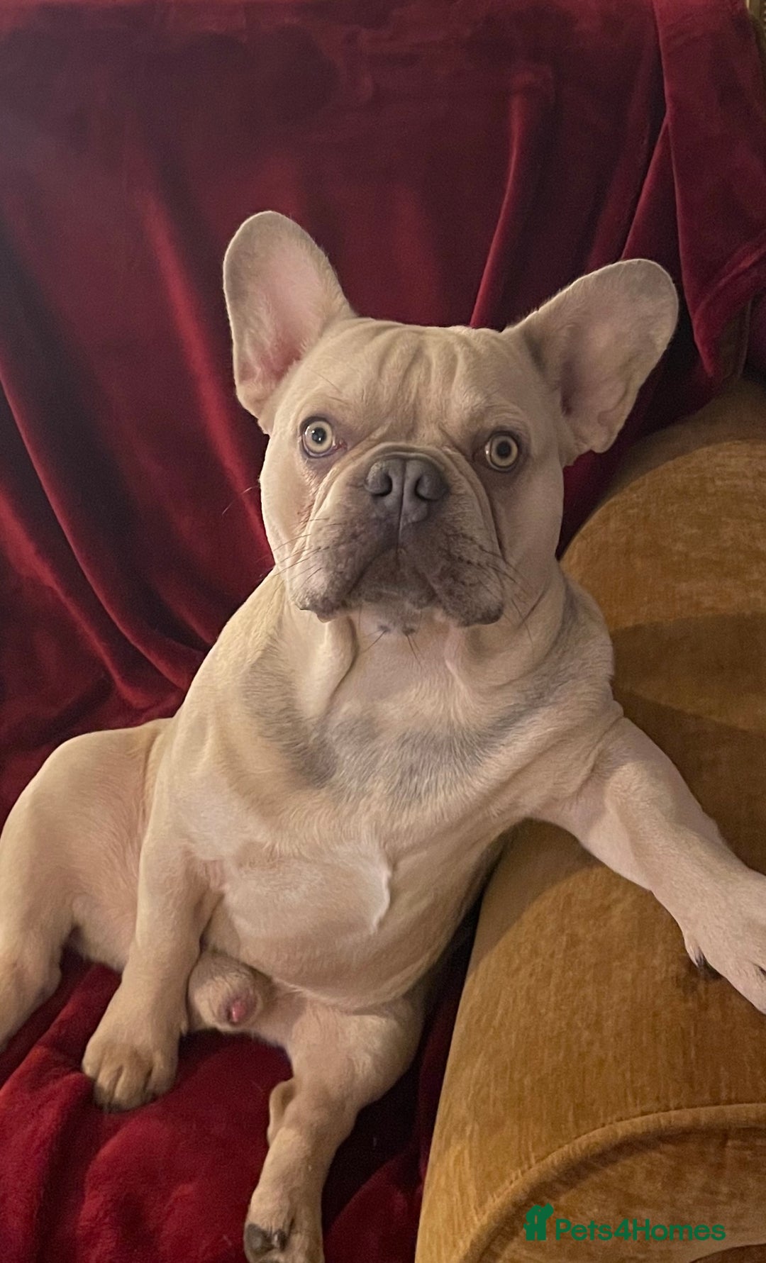 French Bulldog dogs for stud: French Bulldog for Stud - Image 5