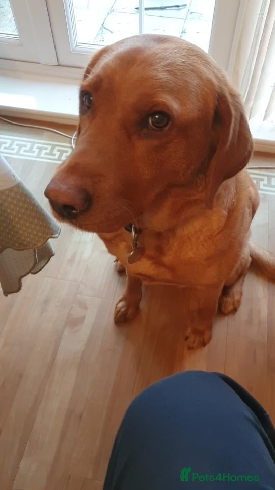 Labrador Retriever dogs for sale: KC Labrador Puppies 🧬 Sire Clear all 7 DNA Tests - Advert 1