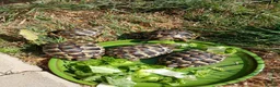Hermann Tortoise reptiles for sale: Hermann tortoise in Chippenham - Advert 3