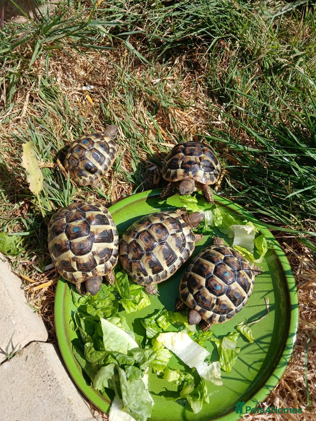 Hermann Tortoise reptiles for sale: Hermann tortoise in Chippenham - Advert 3