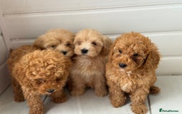 Maltipoo dogs for sale: Quality Korean maltipoos - Image 18