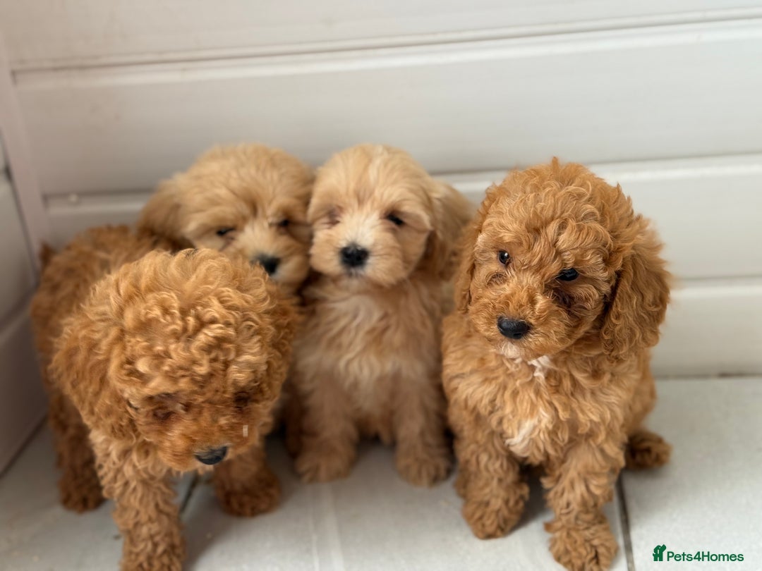 Maltipoo dogs for sale: Quality Korean maltipoos - Image 18