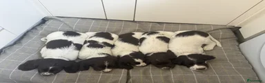 English Springer Spaniel Puppy 5
