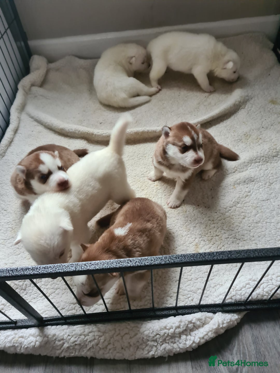 Siberian Husky dogs for sale: Husky puppies - Image 8