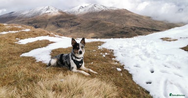 Border Collie dogs - Advert 5