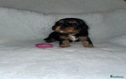 Cavalier King Charles Spaniel dogs for sale: Cavalier King Charles Spaniel Puppies - Image 4