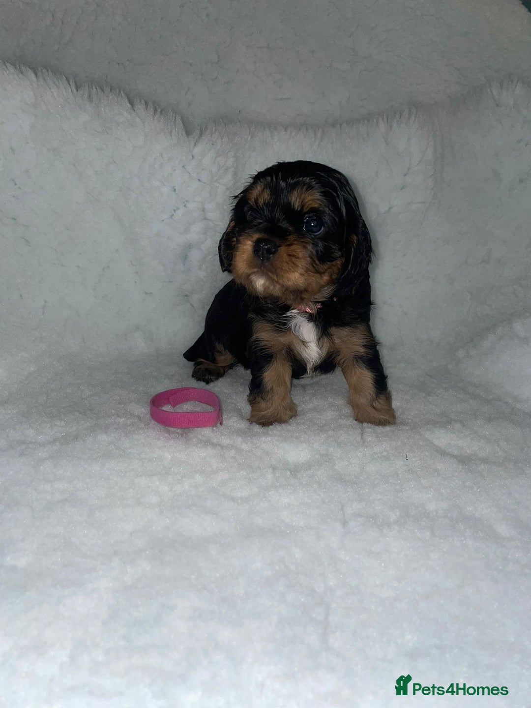 Cavalier King Charles Spaniel dogs for sale: Cavalier King Charles Spaniel Puppies - Image 4
