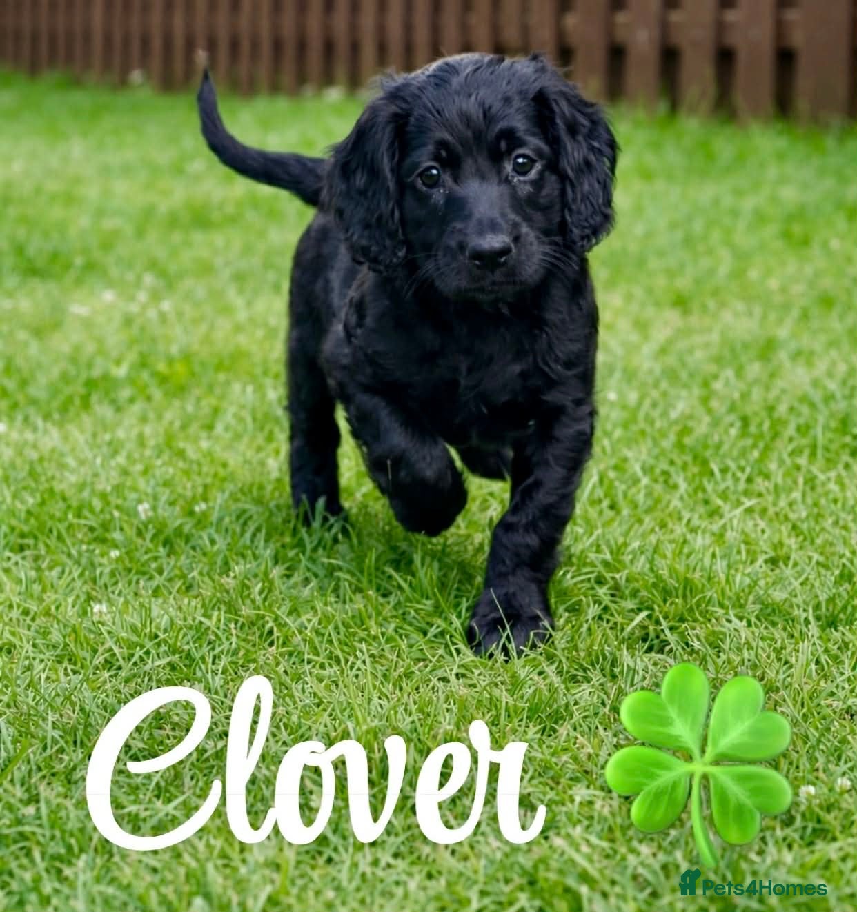 Cockapoo dogs F1b cockapoos READY TO GO only 1 left - Advert 1