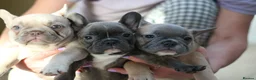 French Bulldog dogs for sale: French Bulldog Puppy – Last One Available - Advert 10