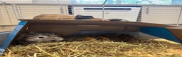 Guinea Pig rodents for sale: 2 male guinea pigs  in Lincoln - Advert 1