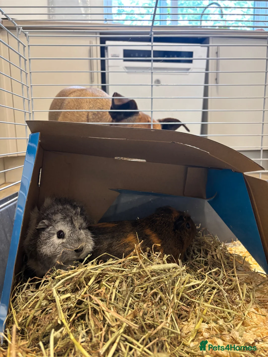 Guinea Pig rodents for sale: 2 male guinea pigs  in Lincoln - Advert 1