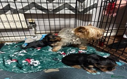 Yorkshire Terrier dogs for sale: Mini Yorkshire terrier - Image 8