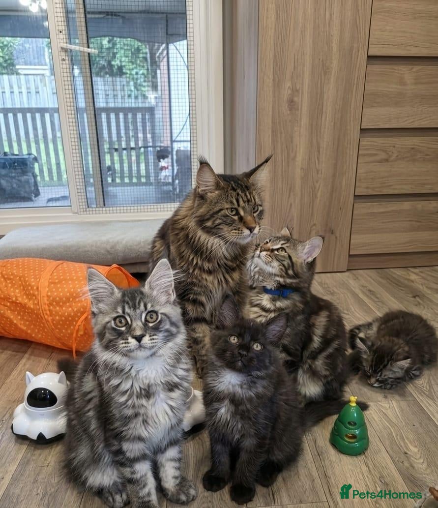 Maine Coon cats Maine Coon Kittens  - Advert 1