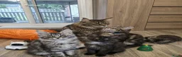 Maine Coon cats for sale: Maine Coon Kittens  - Advert 12