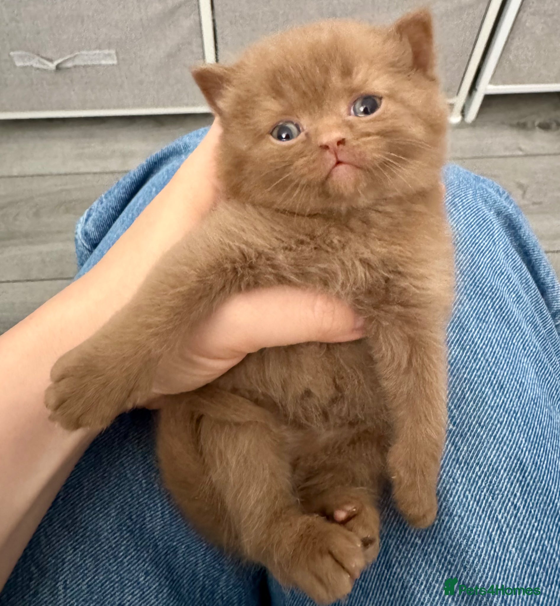 British Shorthair cats British shorthair kittens  - Advert 2